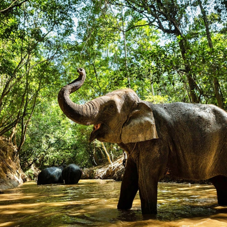 Siem Reap, JT16 Walk with the elephants 2
