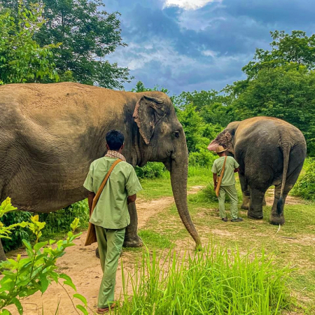 Walk with the elephants 2