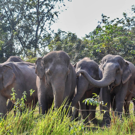 Siem Reap, JT16 Walk with the elephants