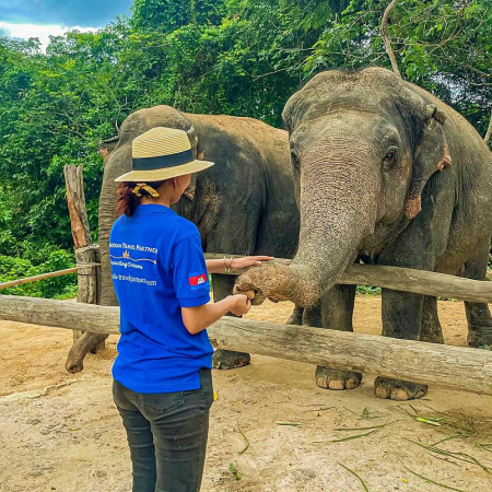 Walk with the elephants 4