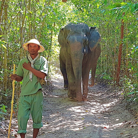 Siem Reap, JT16 Walk with the elephants 3